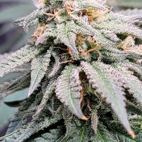 Pink Runtz growlog timeline photo