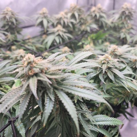 Pink Runtz growlog timeline photo