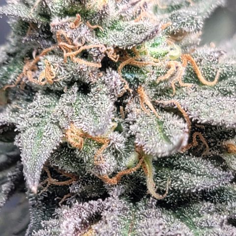 Pink Runtz growlog timeline photo