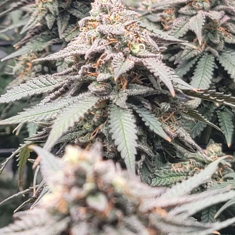 Pink Runtz growlog timeline photo