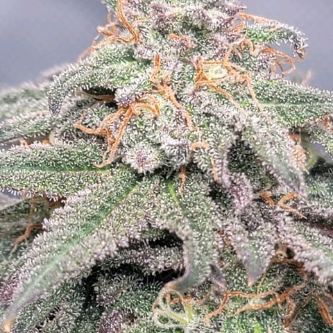 Pink Runtz growlog timeline photo
