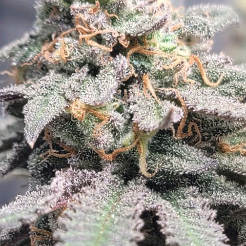 Pink Runtz growlog timeline photo