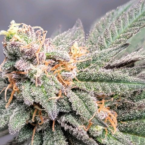 Pink Runtz growlog timeline photo