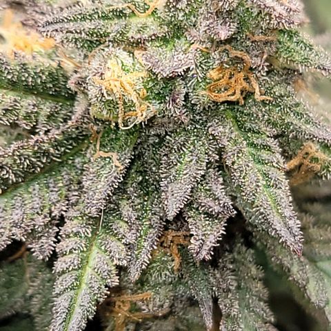 Pink Runtz growlog timeline photo