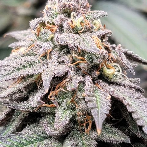 Pink Runtz growlog timeline photo