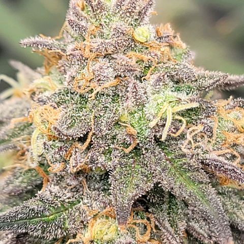 Pink Runtz growlog timeline photo