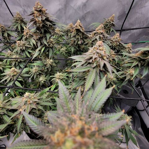 Pink Runtz growlog timeline photo