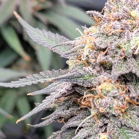 Pink Runtz growlog timeline photo