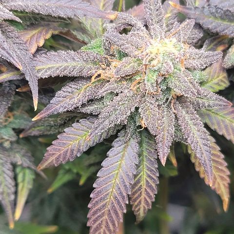 Pink Runtz growlog timeline photo