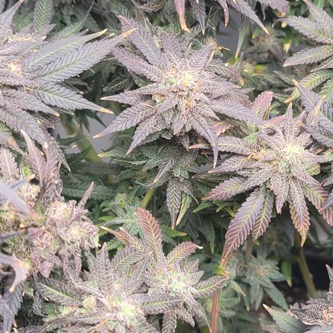 Pink Runtz growlog timeline photo