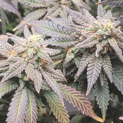 Pink Runtz growlog timeline photo