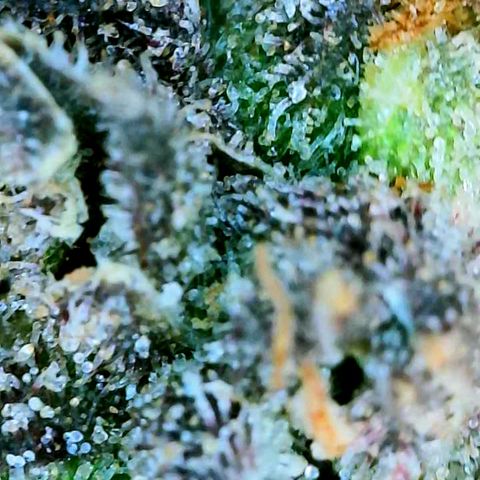 Pink Runtz growlog timeline photo