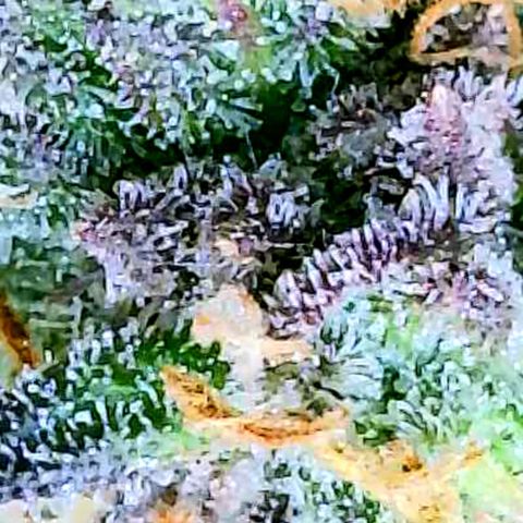 Pink Runtz growlog timeline photo