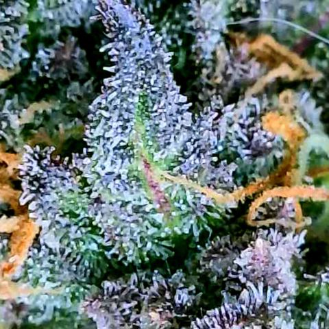 Pink Runtz growlog timeline photo