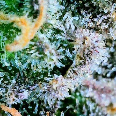 Pink Runtz growlog timeline photo