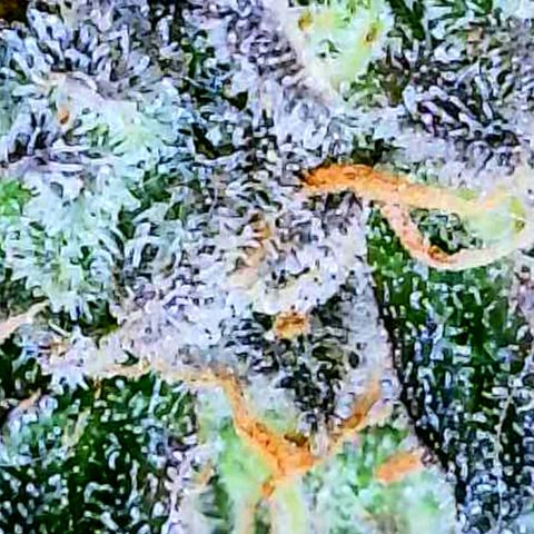 Pink Runtz growlog timeline photo