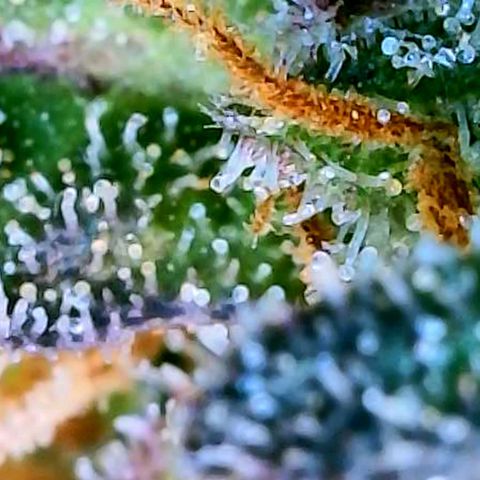 Pink Runtz growlog timeline photo