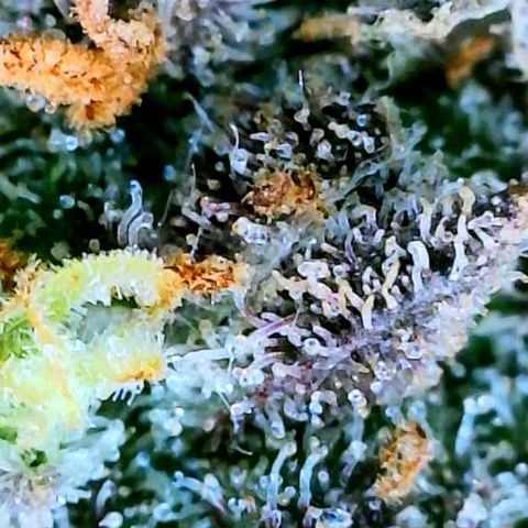 Pink Runtz growlog timeline photo