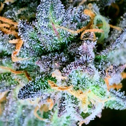 Pink Runtz growlog timeline photo