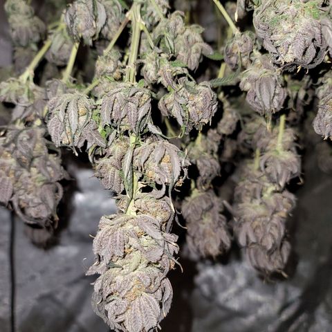 Pink Runtz growlog timeline photo