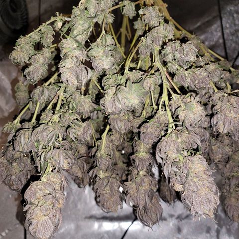 Pink Runtz growlog timeline photo