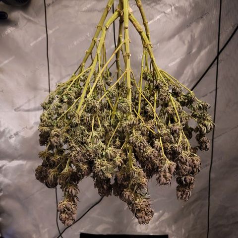 Pink Runtz growlog timeline photo