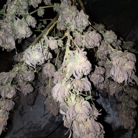 Pink Runtz growlog timeline photo
