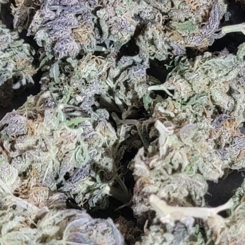 Pink Runtz growlog timeline photo