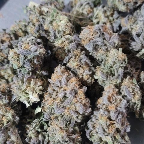 Pink Runtz growlog timeline photo