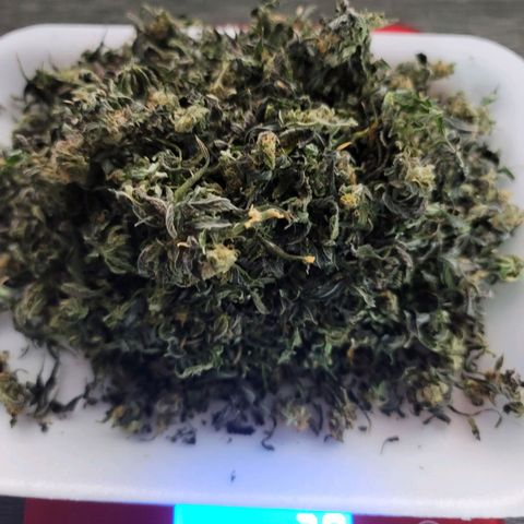 Pink Runtz growlog timeline photo