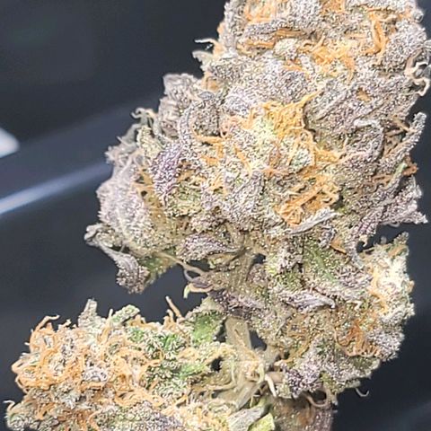 Pink Runtz growlog timeline photo