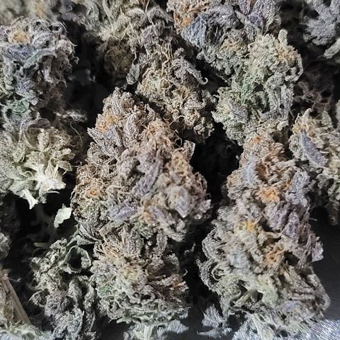 Pink Runtz growlog timeline photo
