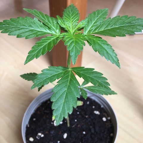 Janis  growlog photo: Dia de comida 🍲 🪴 aumento del biogrow para 2 ml 