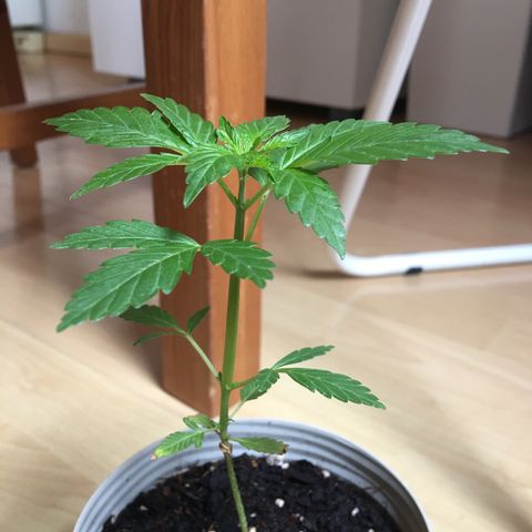 Janis  growlog photo: Dia de comida 🍲 🪴 aumento del biogrow para 2 ml 