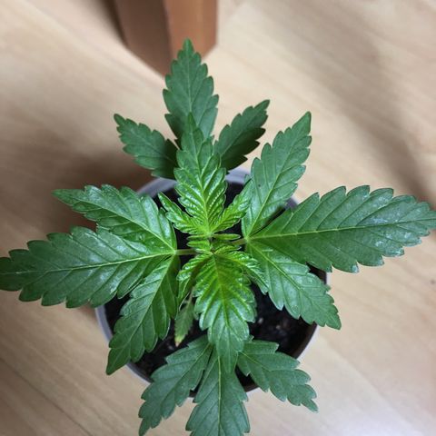 Janis  growlog photo: Dia de comida 🍲 🪴 aumento del biogrow para 2 ml 