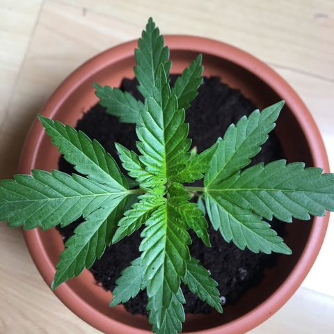 Janis  growlog photo: Transplante de masseta con reducción de tallo principal - 14 cm masseta 18