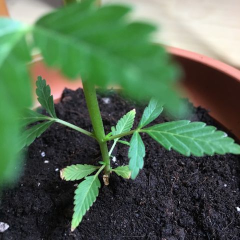 Janis  growlog photo: Transplante de masseta con reducción de tallo principal - 14 cm masseta 18
