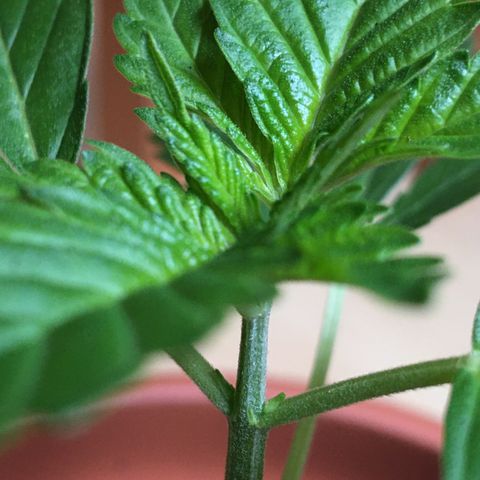 Janis  growlog photo: Transplante de masseta con reducción de tallo principal - 14 cm masseta 18