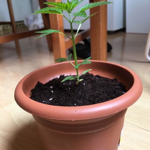 Janis  growlog photo: Transplante de masseta con reducción de tallo principal - 14 cm masseta 18