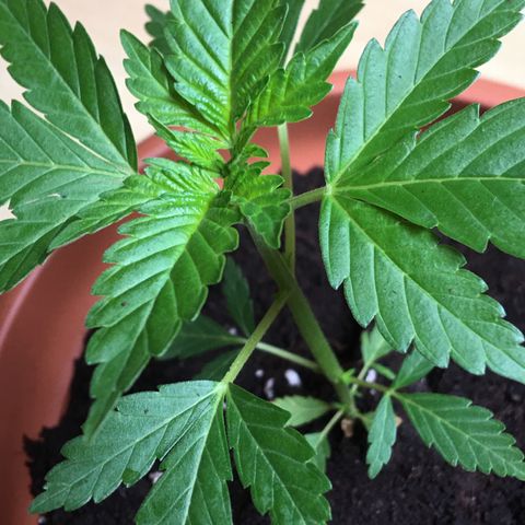 Janis  growlog photo: Transplante de masseta con reducción de tallo principal - 14 cm masseta 18