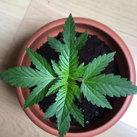 Janis  growlog photo: Transplante de masseta con reducción de tallo principal - 14 cm masseta 18