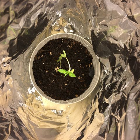 Janis  growlog photo: Está plantita es un regalo 🎁 
Salió en medio a una masseta que no había sembrado. Creo que era una semilla perdida en medio la tierra 🪴
Ella pasó por estiramiento, la plantulla quedo gigante, transplante de masseta para una masseta súper grande, empeze a abonar ella antes de la hora, y 2 cambios de masseta en su período más frágil, cuando percebi mi error después de leer un montón percebi que la planta 🪴 empezó a quedar amarilla y flaca,  logo limpie la raíz y transplante para una masseta menor para que ella pudiera crescer y tener fuerza y empeze a abonar ella después que salió el segundo par de hojas completo.🪴✨
Resultado en las fotos: Masseta niegra es la maior y la otra bege es la menor, es nítido lo cambio y también porque la masseta niegra recorre más calor y eso puede dañar la raíz entonces por eso el cambio de masseta y aumento de luz para 18/6 para la tentativa de salvar la Janis🪴✨
