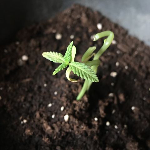 Janis  growlog photo: Está plantita es un regalo 🎁 
Salió en medio a una masseta que no había sembrado. Creo que era una semilla perdida en medio la tierra 🪴
Ella pasó por estiramiento, la plantulla quedo gigante, transplante de masseta para una masseta súper grande, empeze a abonar ella antes de la hora, y 2 cambios de masseta en su período más frágil, cuando percebi mi error después de leer un montón percebi que la planta 🪴 empezó a quedar amarilla y flaca,  logo limpie la raíz y transplante para una masseta menor para que ella pudiera crescer y tener fuerza y empeze a abonar ella después que salió el segundo par de hojas completo.🪴✨
Resultado en las fotos: Masseta niegra es la maior y la otra bege es la menor, es nítido lo cambio y también porque la masseta niegra recorre más calor y eso puede dañar la raíz entonces por eso el cambio de masseta y aumento de luz para 18/6 para la tentativa de salvar la Janis🪴✨
