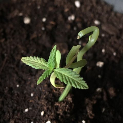 Janis  growlog photo: Está plantita es un regalo 🎁 
Salió en medio a una masseta que no había sembrado. Creo que era una semilla perdida en medio la tierra 🪴
Ella pasó por estiramiento, la plantulla quedo gigante, transplante de masseta para una masseta súper grande, empeze a abonar ella antes de la hora, y 2 cambios de masseta en su período más frágil, cuando percebi mi error después de leer un montón percebi que la planta 🪴 empezó a quedar amarilla y flaca,  logo limpie la raíz y transplante para una masseta menor para que ella pudiera crescer y tener fuerza y empeze a abonar ella después que salió el segundo par de hojas completo.🪴✨
Resultado en las fotos: Masseta niegra es la maior y la otra bege es la menor, es nítido lo cambio y también porque la masseta niegra recorre más calor y eso puede dañar la raíz entonces por eso el cambio de masseta y aumento de luz para 18/6 para la tentativa de salvar la Janis🪴✨
