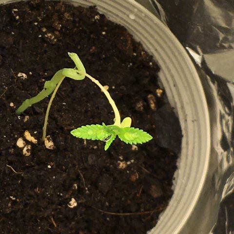 Janis  growlog photo: Está plantita es un regalo 🎁 
Salió en medio a una masseta que no había sembrado. Creo que era una semilla perdida en medio la tierra 🪴
Ella pasó por estiramiento, la plantulla quedo gigante, transplante de masseta para una masseta súper grande, empeze a abonar ella antes de la hora, y 2 cambios de masseta en su período más frágil, cuando percebi mi error después de leer un montón percebi que la planta 🪴 empezó a quedar amarilla y flaca,  logo limpie la raíz y transplante para una masseta menor para que ella pudiera crescer y tener fuerza y empeze a abonar ella después que salió el segundo par de hojas completo.🪴✨
Resultado en las fotos: Masseta niegra es la maior y la otra bege es la menor, es nítido lo cambio y también porque la masseta niegra recorre más calor y eso puede dañar la raíz entonces por eso el cambio de masseta y aumento de luz para 18/6 para la tentativa de salvar la Janis🪴✨
