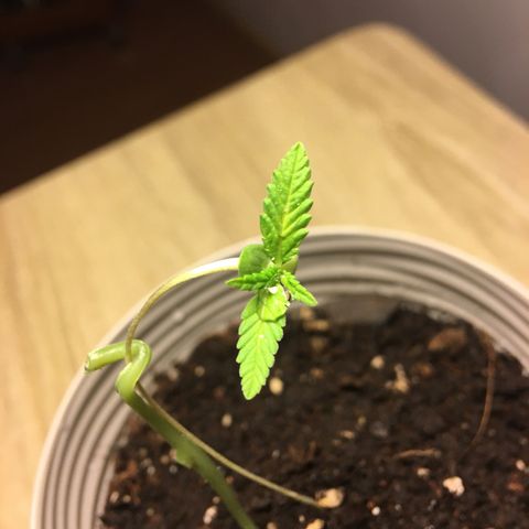 Janis  growlog photo: Está plantita es un regalo 🎁 
Salió en medio a una masseta que no había sembrado. Creo que era una semilla perdida en medio la tierra 🪴
Ella pasó por estiramiento, la plantulla quedo gigante, transplante de masseta para una masseta súper grande, empeze a abonar ella antes de la hora, y 2 cambios de masseta en su período más frágil, cuando percebi mi error después de leer un montón percebi que la planta 🪴 empezó a quedar amarilla y flaca,  logo limpie la raíz y transplante para una masseta menor para que ella pudiera crescer y tener fuerza y empeze a abonar ella después que salió el segundo par de hojas completo.🪴✨
Resultado en las fotos: Masseta niegra es la maior y la otra bege es la menor, es nítido lo cambio y también porque la masseta niegra recorre más calor y eso puede dañar la raíz entonces por eso el cambio de masseta y aumento de luz para 18/6 para la tentativa de salvar la Janis🪴✨
