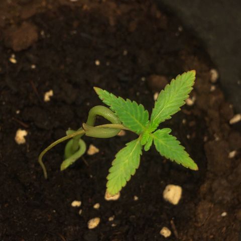 Janis  growlog photo: Está plantita es un regalo 🎁 
Salió en medio a una masseta que no había sembrado. Creo que era una semilla perdida en medio la tierra 🪴
Ella pasó por estiramiento, la plantulla quedo gigante, transplante de masseta para una masseta súper grande, empeze a abonar ella antes de la hora, y 2 cambios de masseta en su período más frágil, cuando percebi mi error después de leer un montón percebi que la planta 🪴 empezó a quedar amarilla y flaca,  logo limpie la raíz y transplante para una masseta menor para que ella pudiera crescer y tener fuerza y empeze a abonar ella después que salió el segundo par de hojas completo.🪴✨
Resultado en las fotos: Masseta niegra es la maior y la otra bege es la menor, es nítido lo cambio y también porque la masseta niegra recorre más calor y eso puede dañar la raíz entonces por eso el cambio de masseta y aumento de luz para 18/6 para la tentativa de salvar la Janis🪴✨
