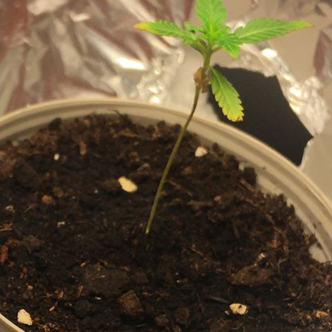 Janis  growlog photo: Período en que la planta 🌱 empezó a recibir abonos ✨