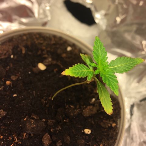 Janis  growlog photo: Período en que la planta 🌱 empezó a recibir abonos ✨