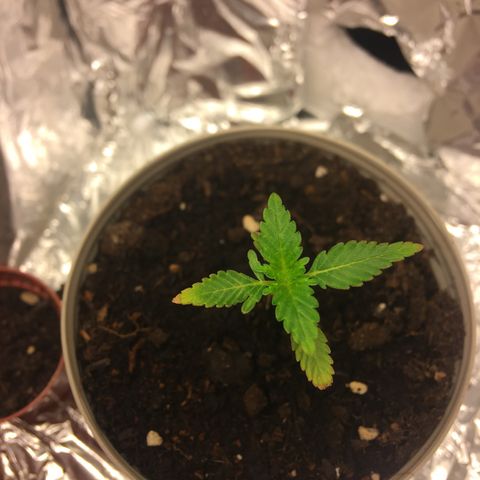 Janis  growlog photo: Período en que la planta 🌱 empezó a recibir abonos ✨